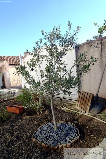 オリーブの木を地植えに ミッドライフクライシス In France