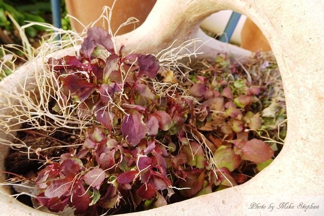 ビオラ パンジーのその後 水仙が目を出し 薔薇が咲き ロベリアが冬越しする2月の庭の様子 ミッドライフクライシス In France