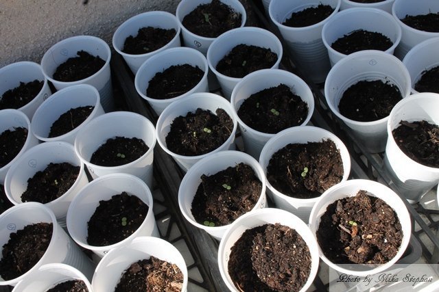 ビオラ パンジー発芽してます ミッドライフクライシス In France