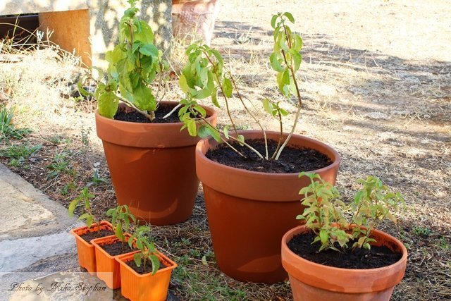 ランタナを鉢に植え替え ミッドライフクライシス In France