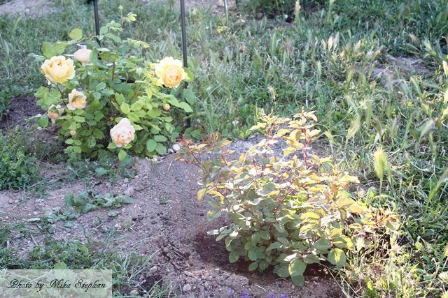 薔薇チェリー ボニカを地植えに ミッドライフクライシス In France